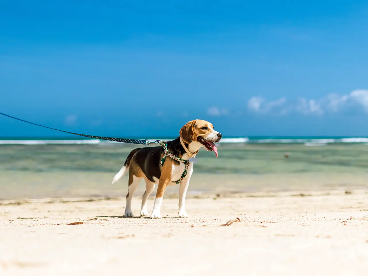 Tricolor beagle running on beach during playtime